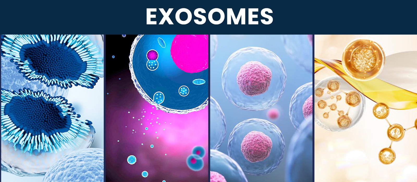 EXOSOMES:- THE FUTURE OF ANTI-AGING AND YOUTH SKIN